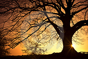 tree